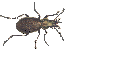 juenger-neu1-an.gif (5935 Byte)